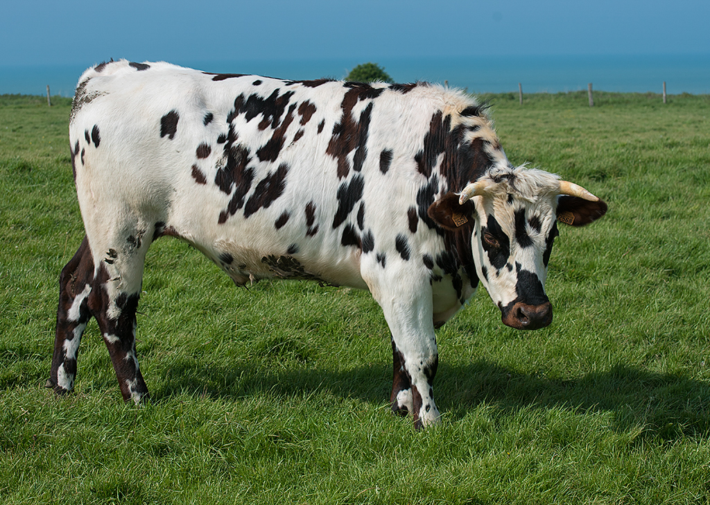 Normandie 05 - 2016_KA79223-1 Kopie.jpg - Denkste Puppe - die französischen Kühe können  auch anders. Hier mal die Dalmatiner Version